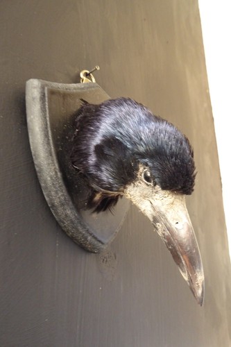 Beautiful taxidermy bird rook - taxidermy,