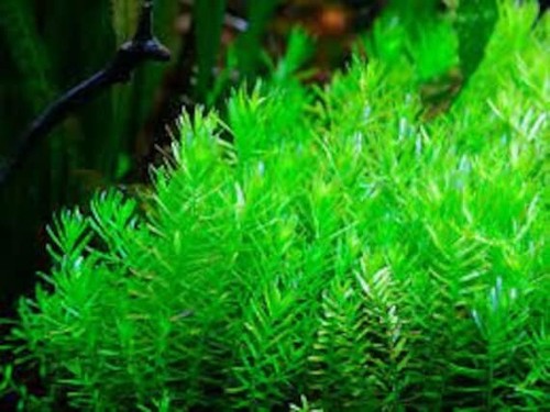 Rotala rotundifolia tropical - rotala,