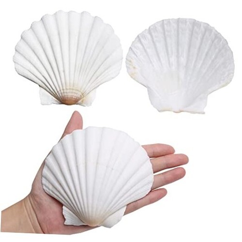 10pcs white scallop shells - 10pcs,