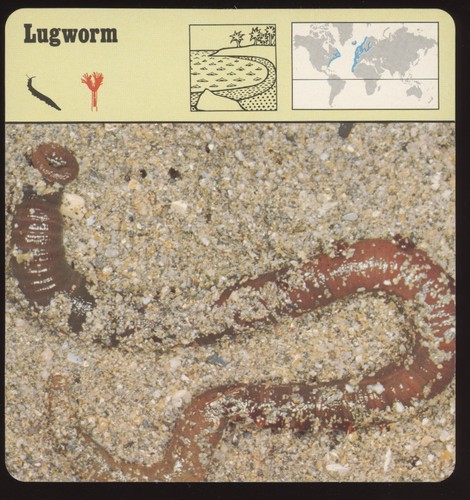 Lugworm safari cards - ,