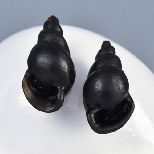 Snail shell shaped - snail, earring