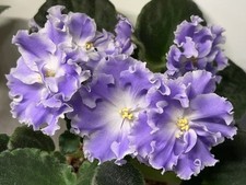 African Violet  Standard