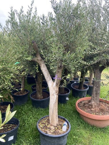 Mature olive tree - tree, (not