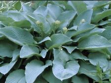 Hosta Snowden (Plants Sent Out