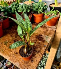 Ledebouria Socialis | The