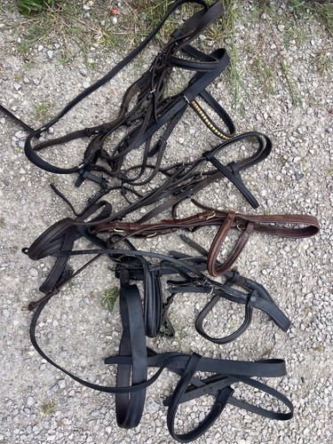 Bridles john whitaker - hbf, and