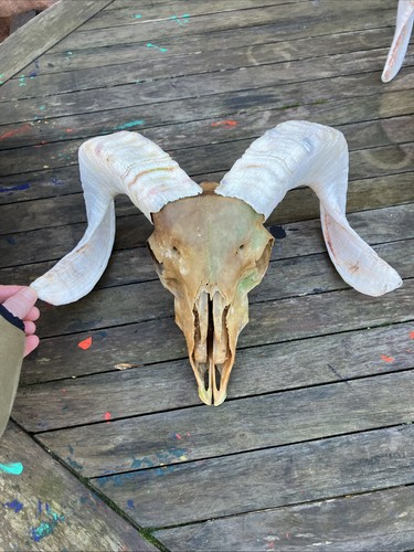 Rams head sheep skulls - head,