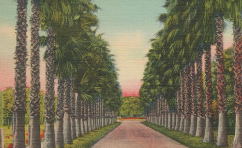 Washingtonia robusta palm - washingtonia,
