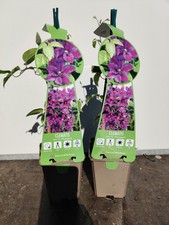 2 x Clematis Mrs N Thompson