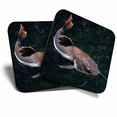 Coasters redtail catfish - x,