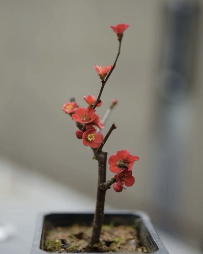 Japanese chaenomeles bonsai - japanese,