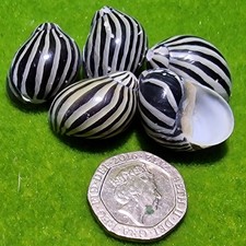 5x Spare empty shells