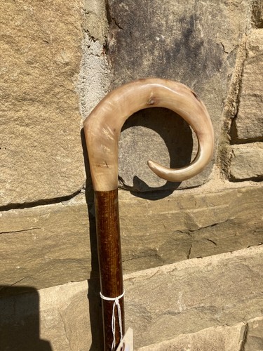 Rams horn curly - curly, crook
