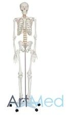Life Size Skeleton 180 cm Tall Educational Anatomical Model Art-101  | ARTMED