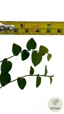 2x 5cm Ficus Pumila Cuttings -