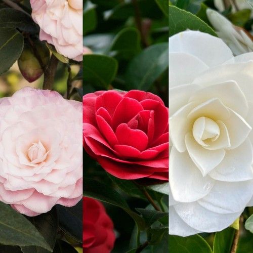Camellia japonica plant 3l - japonica,