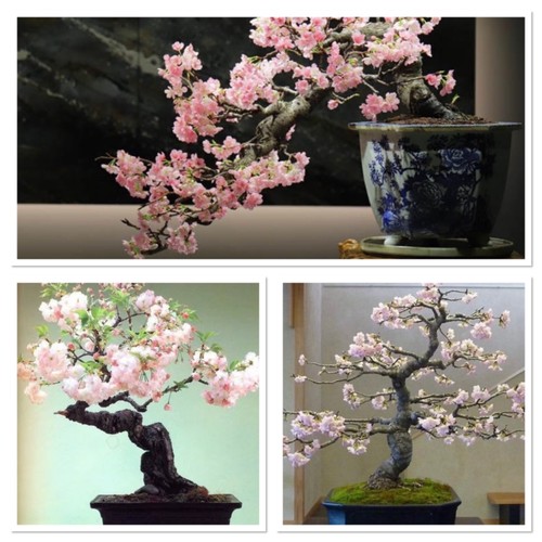 Cherry blossom tree starter - blossom,