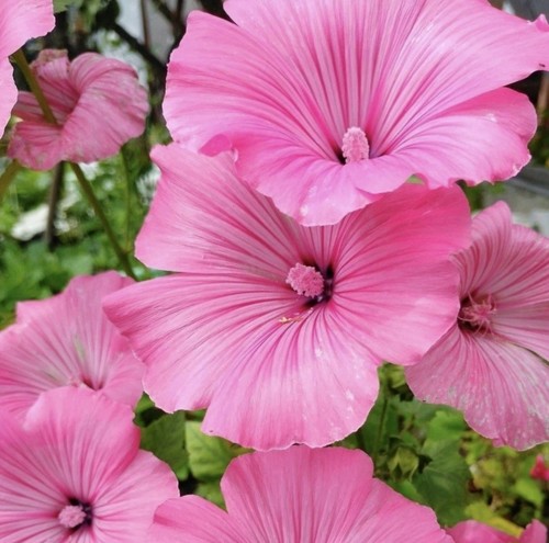 Lavatera seeds princess - seeds, “princess