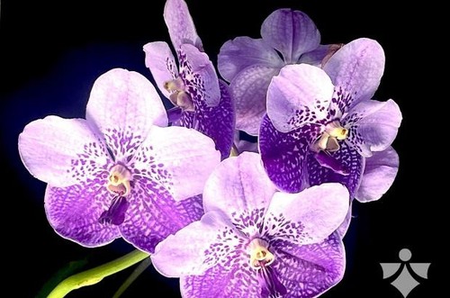 Rare vanda general prinya - rare,
