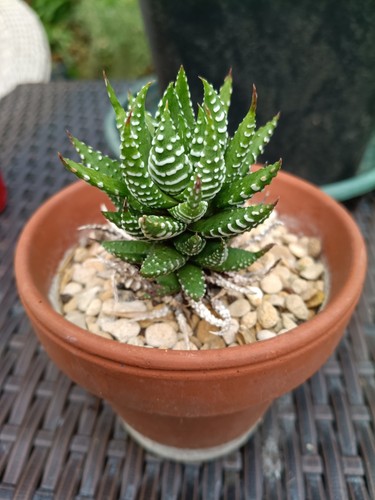 Haworthia succulent plant - succulent,