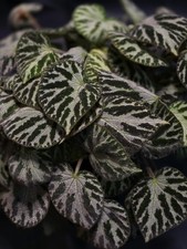 Begonia Silver Jewel 5x Fresh Cuttings Per Order, Easy Care, Begginer Friendly