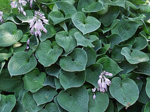 Hosta blue cadet pot - blue,