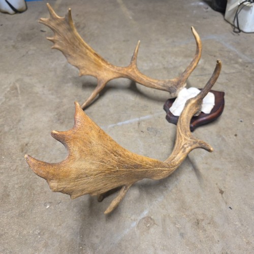 Taxidermy large fallow - taxidermy,