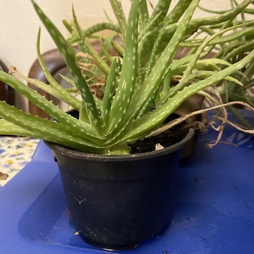 Aloe vera plants 10cm - aloe, 5-10cm