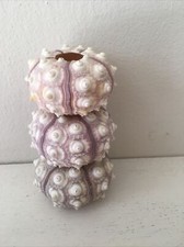 3 XLarge 6/8cm sputnik Sea urchin seashells air plants fish tank craftsaquarium