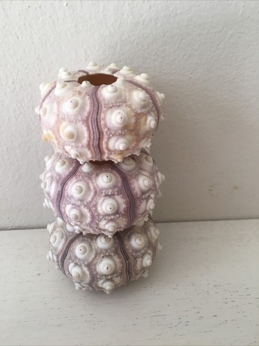 Sputnik sea urchin urchins - 3,