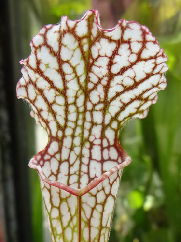 Sarracenia moorei - sarracenia, x