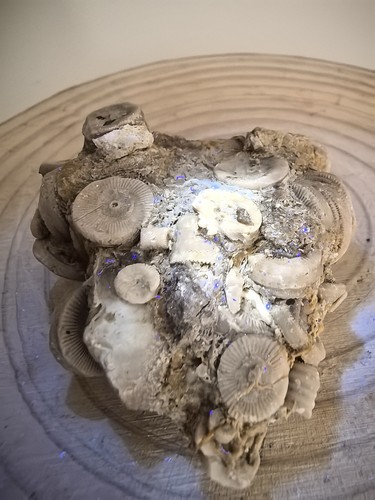 Ammonite fossil cluster - ammonite,