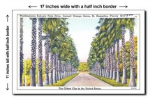 Florida 1940s - Washingtonia