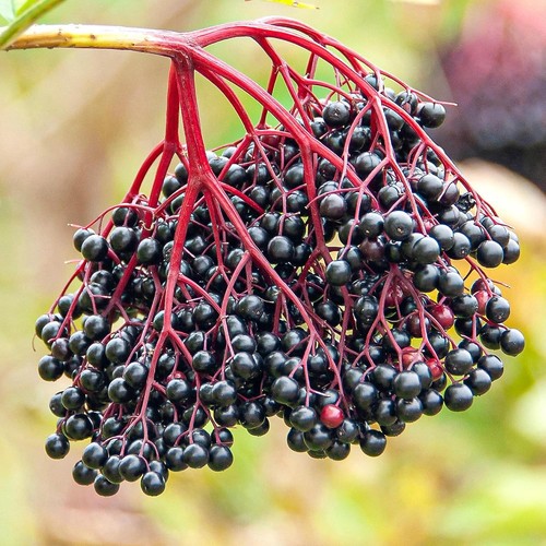 Elderberry haidegg fruit plant - elderberry,