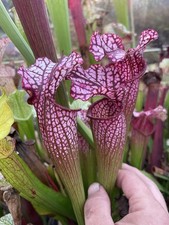 Sarracenia Seed, Pure Leucos