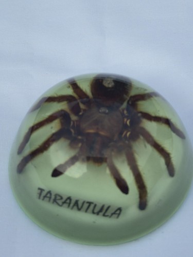 Large tarantula insect - large,