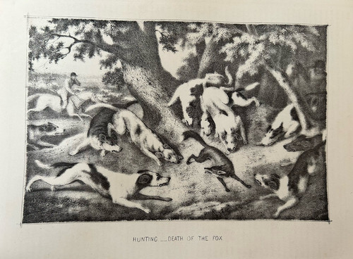 Antique print fox - print,