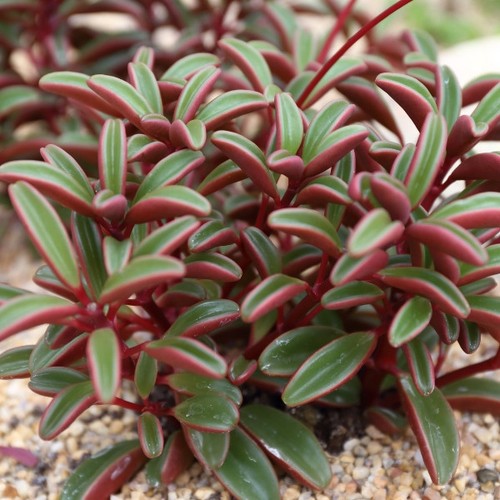 Peperomia graveolens ruby - peperomia, 'ruby