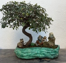 Bonsai Tree Chinese Elm 17 +