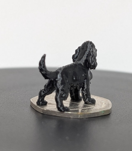 Black cocker spaniel