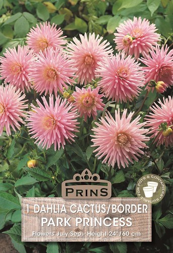 Dahlia cactus border park - dahlia, 'park