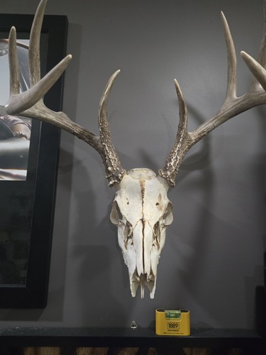 Whitetail deer european mount - european,