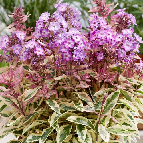 Phlox olympus plants - phlox, outdoor
