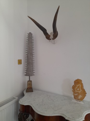 Large huge taxidermy - large,