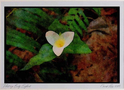Wild flowers plants - flowers,