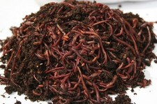500 Count Red Composting Worm Mix