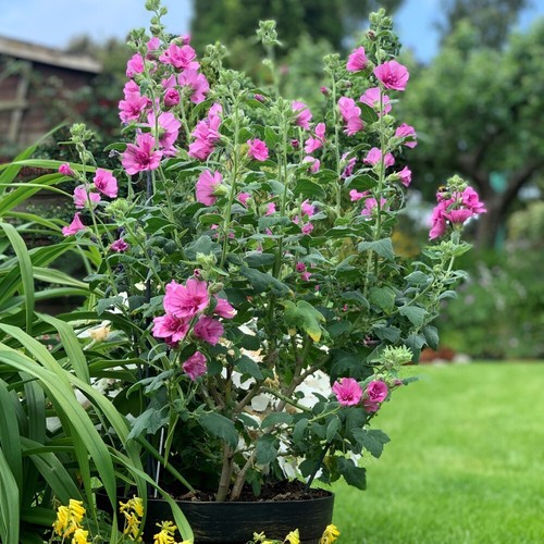 Lavatera princess pink - princess,