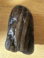 Petrified Wood Agate Fossil