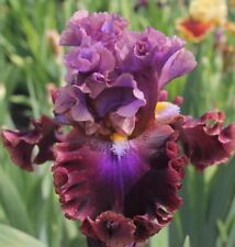 Immediate DELIVERY Tall