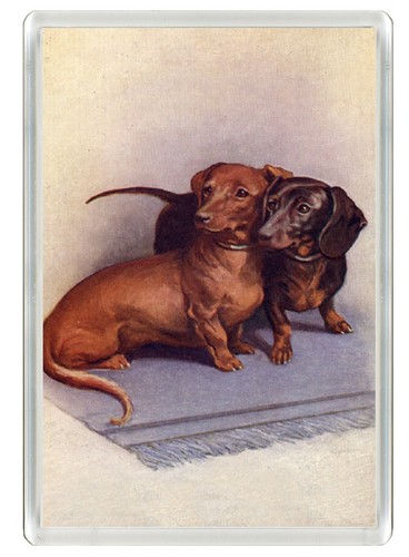 Dachshund dog fridge magnet - fridge,